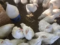 Chickens — புகைப்படம் 2