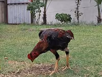 Chickens — รูปภาพ 2