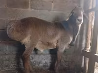 Baran, Arashan sheep — zdjęcie 4