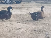 Ducks — zdjęcie 6