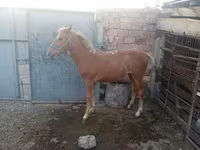 اسب نر, اسب — عکس 4