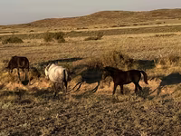 Faras dhaddig, Horses — sawirka 5