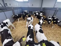 公牛, Cattle — 照片 5