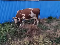 암소, Latvian Blue cattle — 사진 2