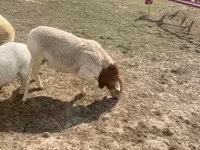 Kambing jantan, Dorper sheep — foto 2