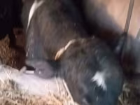 Bou, Vaca kazahă cu cap alb — foto 2