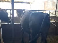 Byk, Bydło — zdjęcie 2