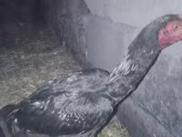 Chickens — foto 1
