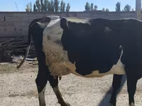 ላም, Holstein breed — ፎቶ 5