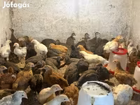 Chickens — foto 5