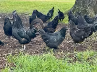Chickens — الصورة 2