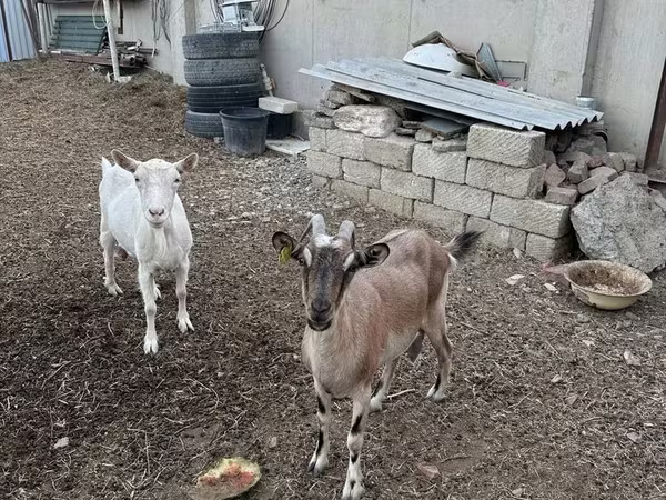 Буз, Бузҳо — Қазоқистон