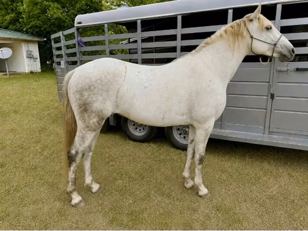 Жребец, Missouri foxtrotter