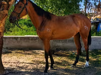 Бие, Thoroughbred horse — 1-сурет