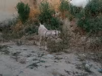 Keçi, Saanen goat — foto 8