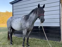 Cavallo, Quarter Horse — foto 8