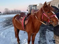 Pastuv, Kazakh horse — fotografija 3