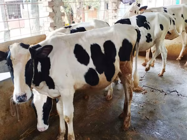 Cow, Russian Black pied cattle