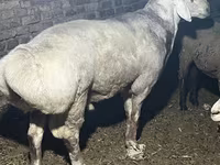 قوچ, Afghan Arabi sheep — عکس 4