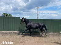 Cavallo, Nonius horse — foto 1