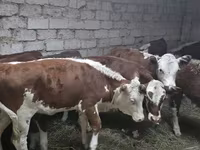 Mucca, Mucca kazaka a testa bianca — foto 6