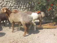 Domba jantan, Sheep — foto 2