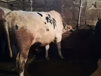 Boğa, Holstein ırkı — foto 2