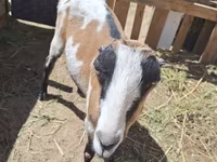 ፍየል, LaMancha goats — ፎቶ 2