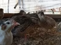 Quails — լուսանկար 3
