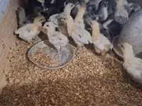Australorp — 6. fotó