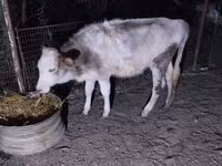 Lembu betina, Cattle — foto 5