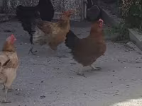 Chickens — foto 2