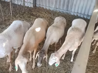 Schaf, Arashan sheep — Foto 6