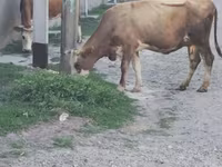 گاو ماده, نژاد آلتائو — عکس 3