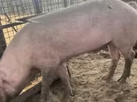 Eber, Schweine — Foto 1