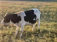 گاو و گوساله (گروه، جنسیت مشخص نشده), Russian Black pied cattle — عکس 3