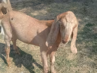 Ri’ dhaddig, Nubian Goat — sawirka 3