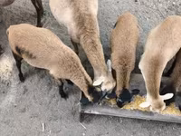 قوچ, Cameroon sheep — عکس 1