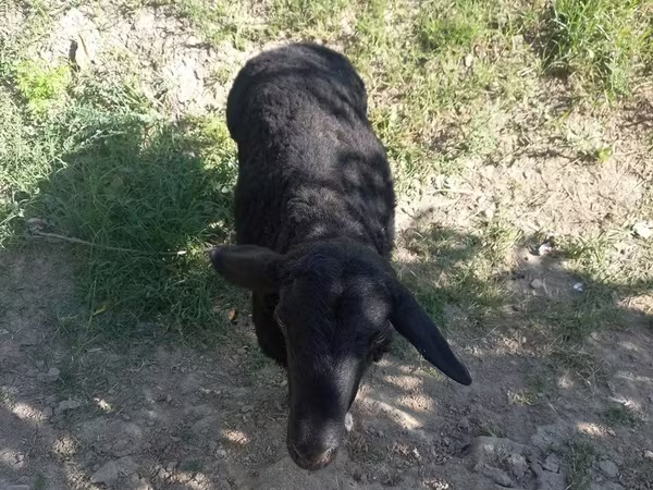 Beran, Ovce