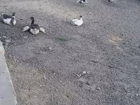 Geese — fotografija 3