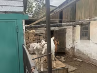 Buk, Saanen goat — foto 3