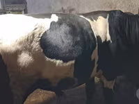 Býk, Simmental cattle — foto 3