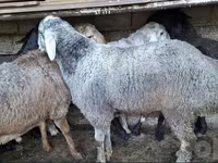 Bélier, Moutons — photo 2