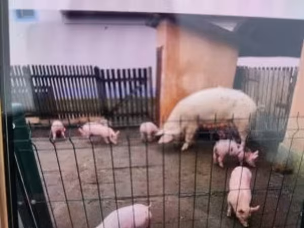 สุกร (เป็นล็อต, ไม่ระบุเพศ), Крупная белая