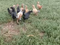 Chickens — تصویر 5