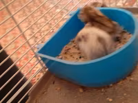 Hamster qəfəsi və aksesuar dəsti - Kiçik gəmiricilər üçün iki — fotografija 1