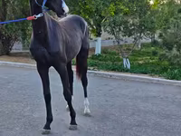 Kuda jantan, Akhal-Teke — foto 3