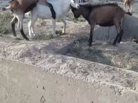 Oğlak, Saanen goat — foto 5