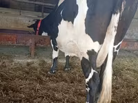 Kuh, Swiss cattle — Foto 5
