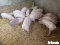 Scrofa, Крупная белая — foto 5